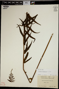 Athyrium pycnocarpum image