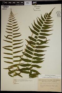 Athyrium pycnocarpum image