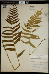 Athyrium pycnocarpum image