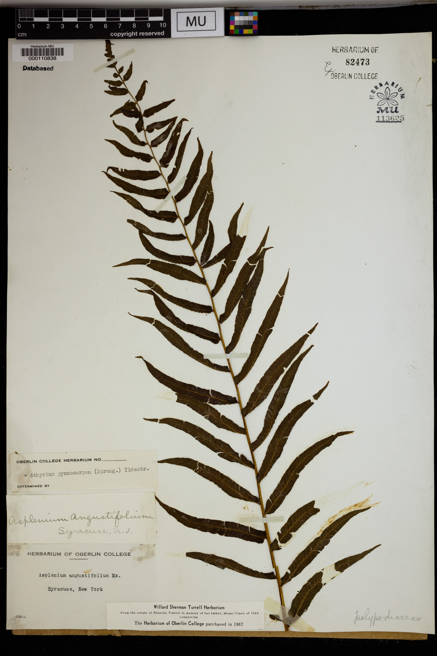 Athyrium pycnocarpum image