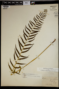 Athyrium pycnocarpum image