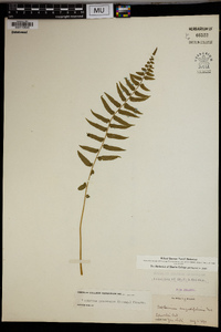 Athyrium pycnocarpum image