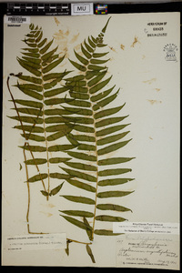 Athyrium pycnocarpum image