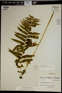 Athyrium pycnocarpum image