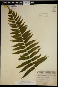 Athyrium pycnocarpum image