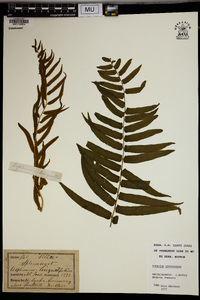 Athyrium pycnocarpum image