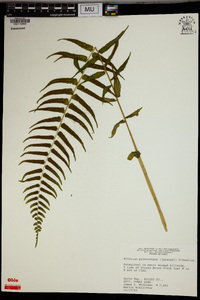 Athyrium pycnocarpum image