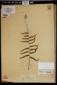 Athyrium pycnocarpum image