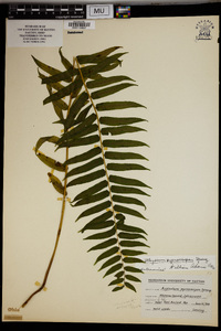 Athyrium pycnocarpum image