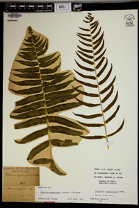 Athyrium pycnocarpum image