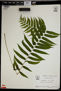 Athyrium pycnocarpum image