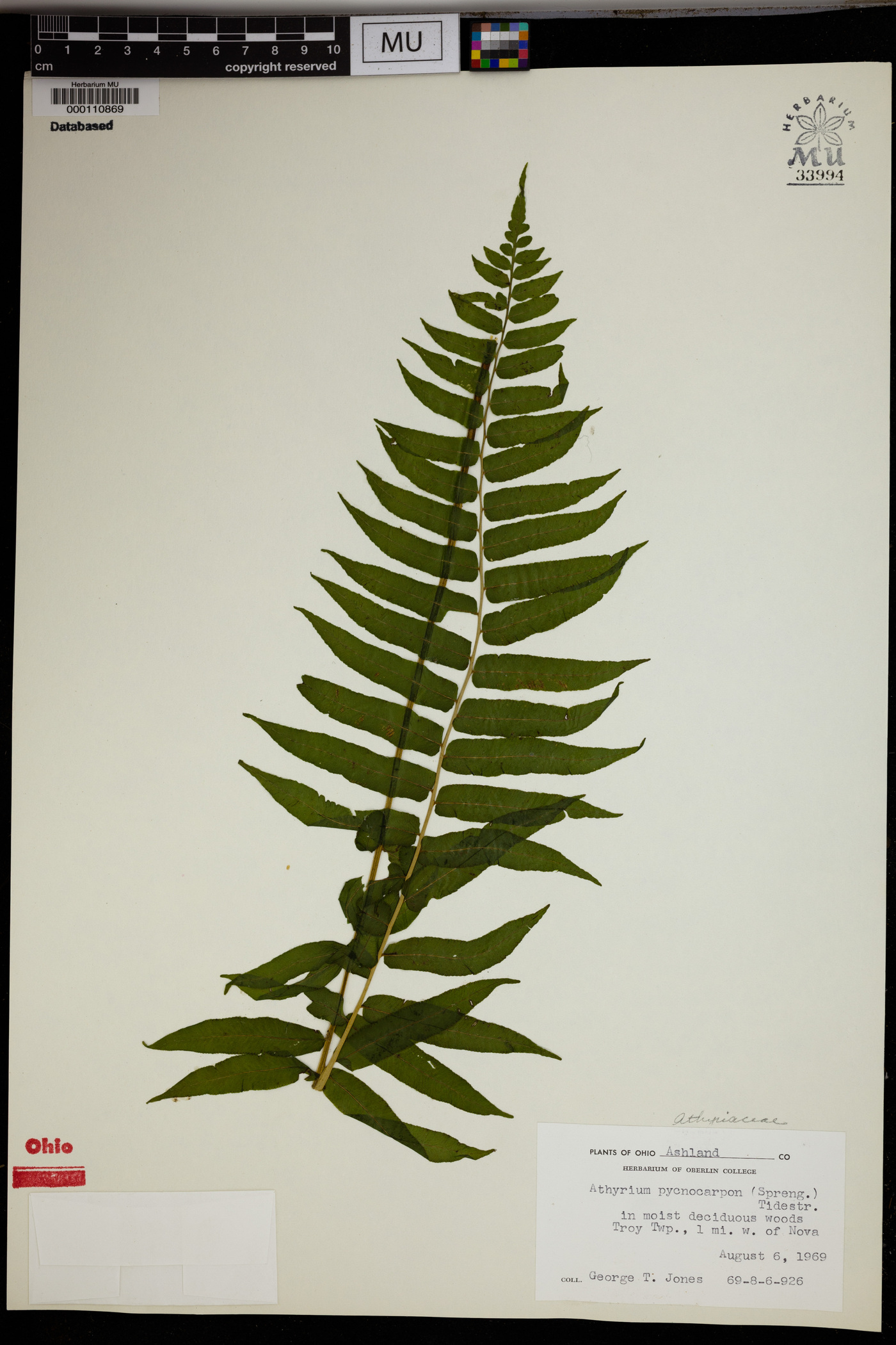 Athyrium pycnocarpum image