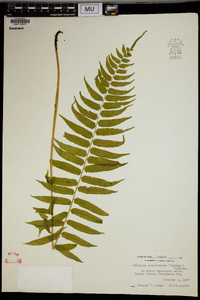 Athyrium pycnocarpum image