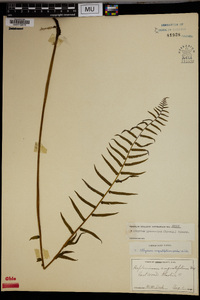 Athyrium pycnocarpum image