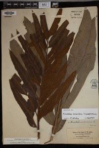 Acrostichum danaeifolium image