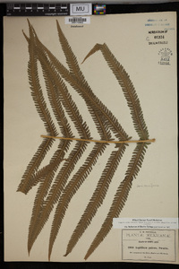 Thelypteris patens image