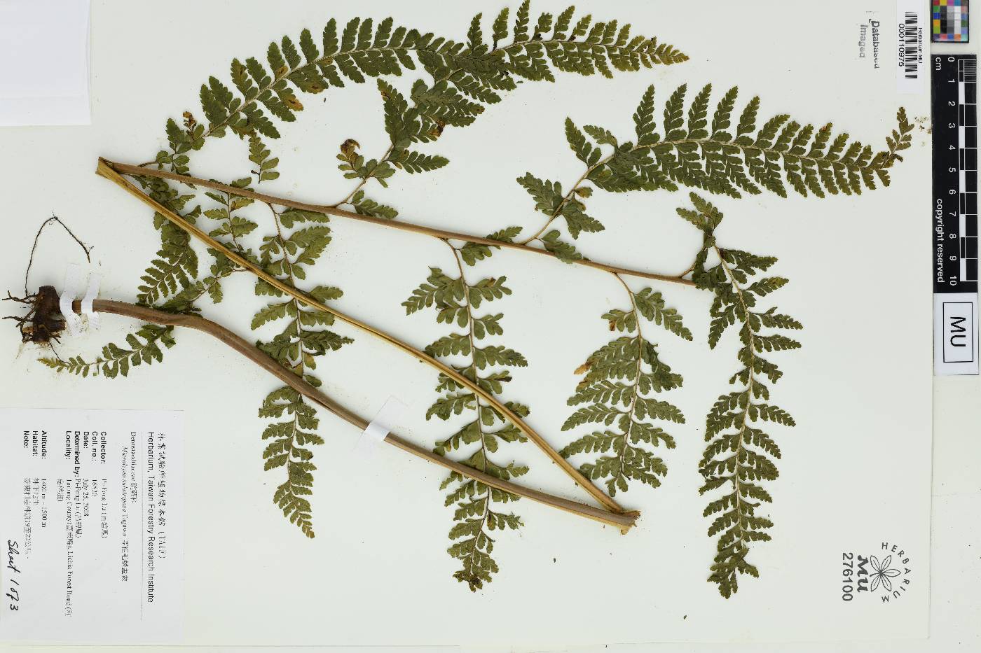 Microlepia substrigosa image