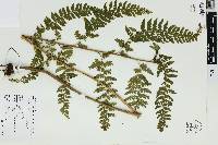 Microlepia substrigosa image