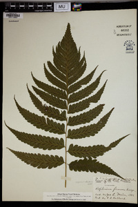 Asplenium firmum image