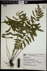 Asplenium abscissum image