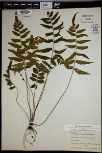 Asplenium abscissum image