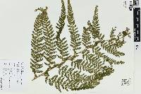 Microlepia substrigosa image