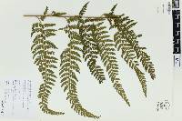 Microlepia substrigosa image