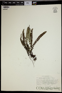 Asplenium castaneum image