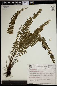 Asplenium claussenii image