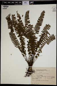 Asplenium claussenii image