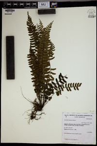 Asplenium claussenii image