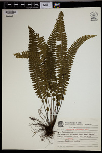 Asplenium claussenii image