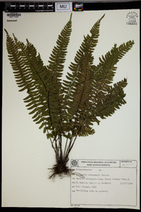 Asplenium claussenii image