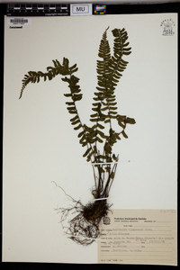 Asplenium claussenii image