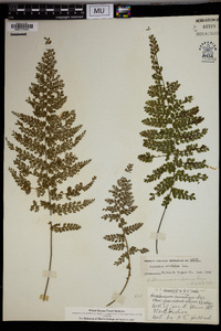 Asplenium cristatum image