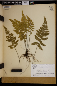Asplenium cristatum image