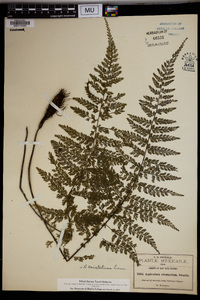 Asplenium cristatum image