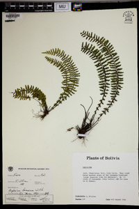 Asplenium formosum image