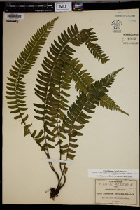 Asplenium hastatum image