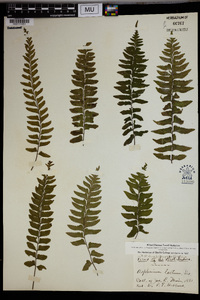 Asplenium laetum image