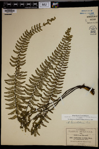 Asplenium lunulatum image