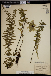 Asplenium lunulatum image