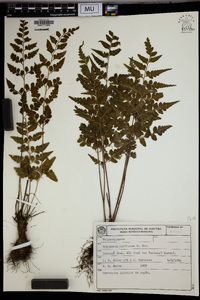 Asplenium martianum image