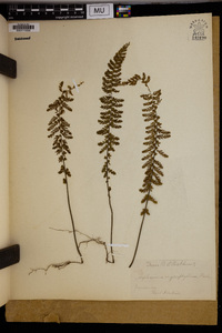 Asplenium myriophyllum image