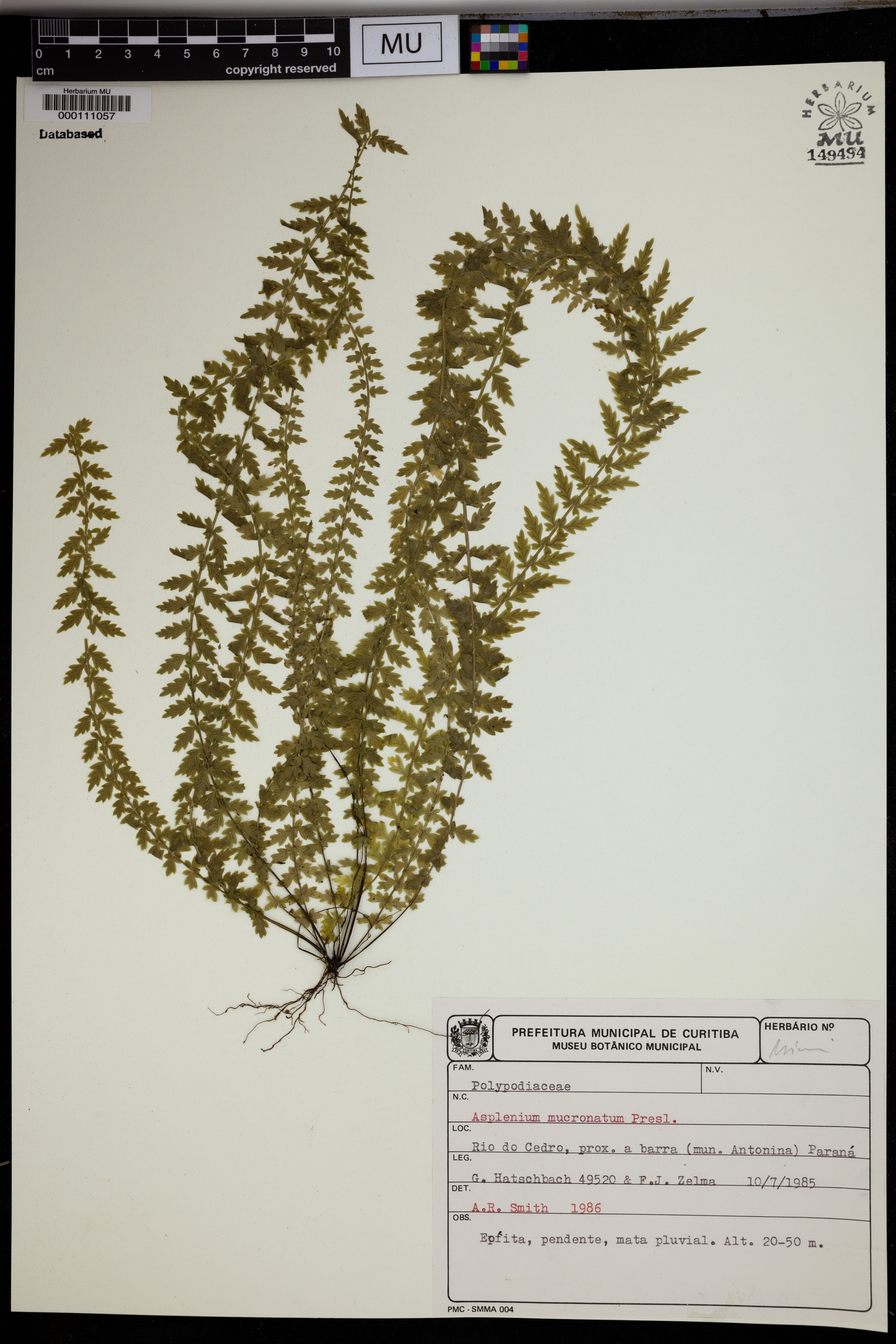 Asplenium mucronatum image