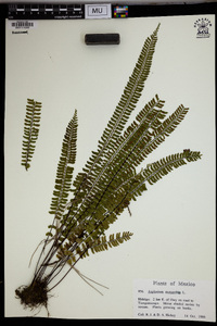 Asplenium monanthes image