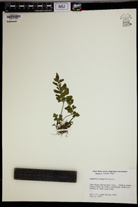 Asplenium obtusifolium image