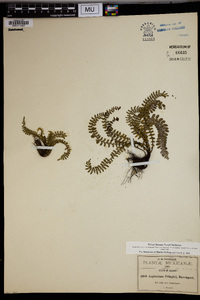 Asplenium pringlei image