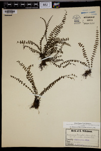 Asplenium pringlei image