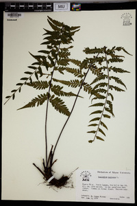 Asplenium radicans image